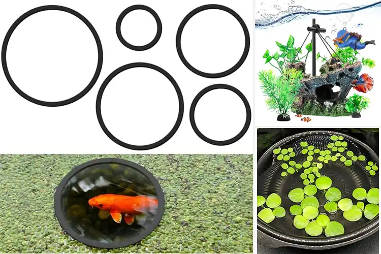 Detailed view of Best Fish Safe Floating Plants